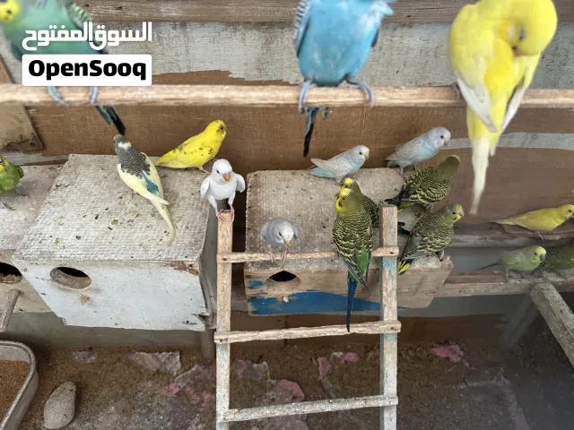 طيور حب مع القفص للبيع