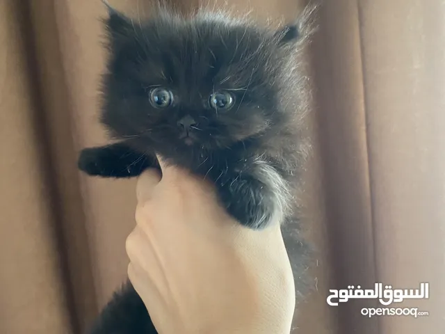 كيتنز شيرازي للبيع 35jd