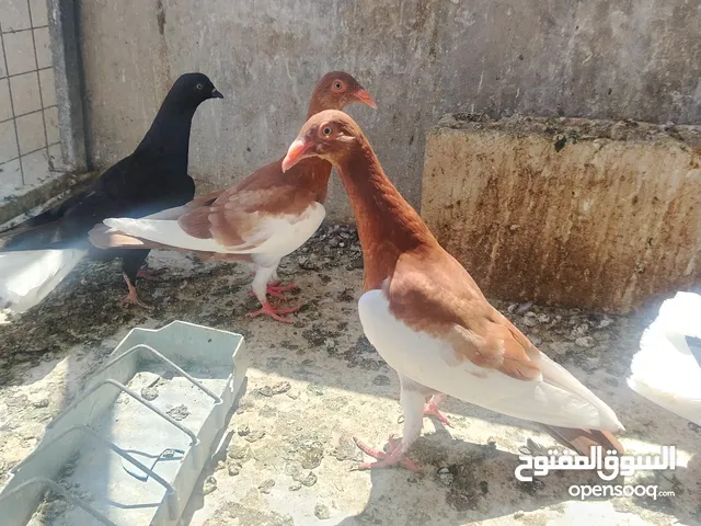 جواز و حبات