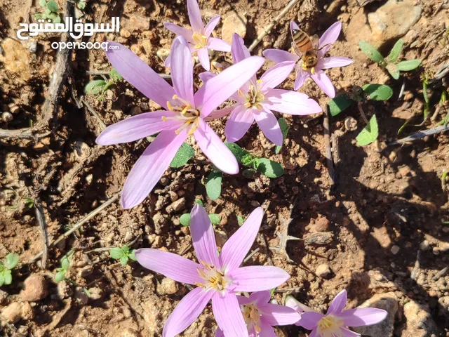 احمد وجيه قاسم محاميد