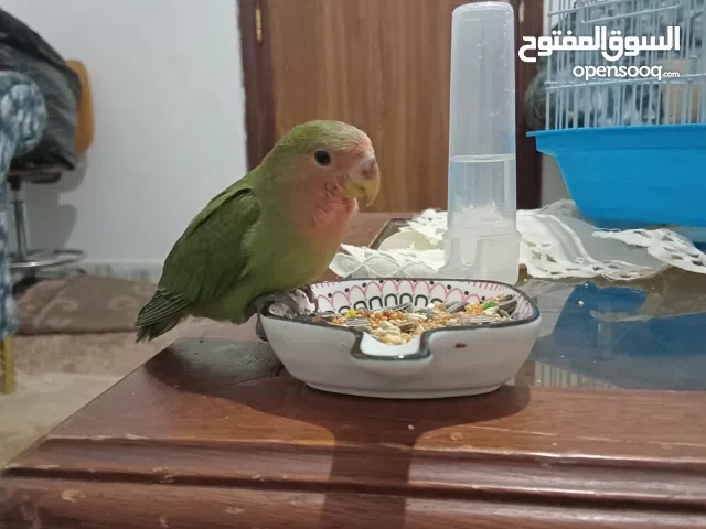 اسمع زعتر ومروض ومفطوم ويطلع للشارع وما يهربش ويحب اللعب ونشيط جدا جدا وما يحبش يقفل في القفص ويحب