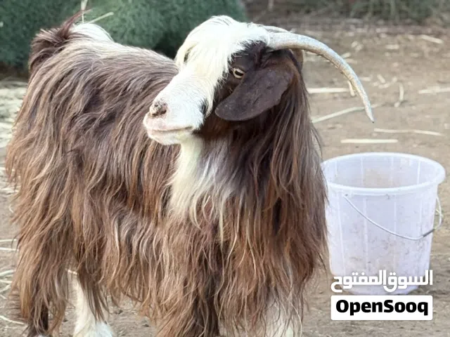 شاه عشار للبيع
