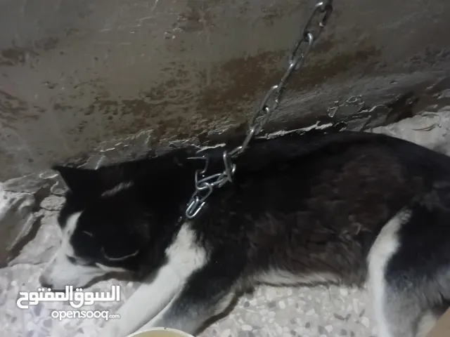كلب هاسكي للبيع ب 35 دينار