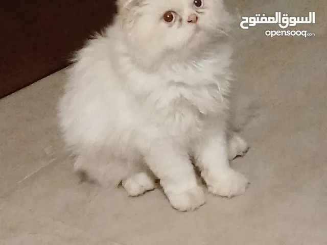 قط هيمالايا اورنج للبيع