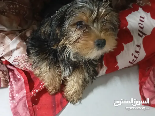 كلاب تشيزو