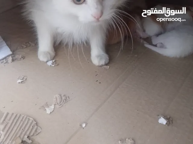 قط معها اربع للبيع