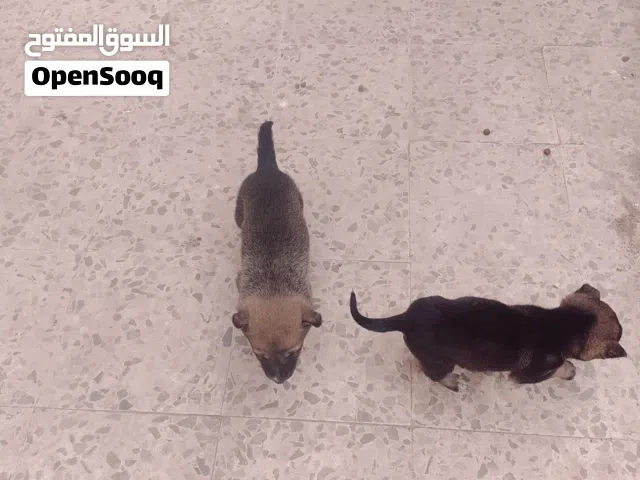 كلبين جيرمان شيبرد جراو بعمر 50 يوم للبيع