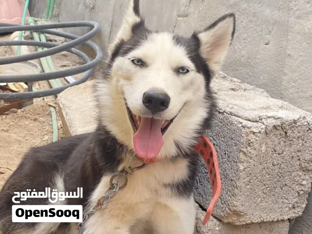 أنثى هاسكي العمر سنه حلوه ولطيفة
