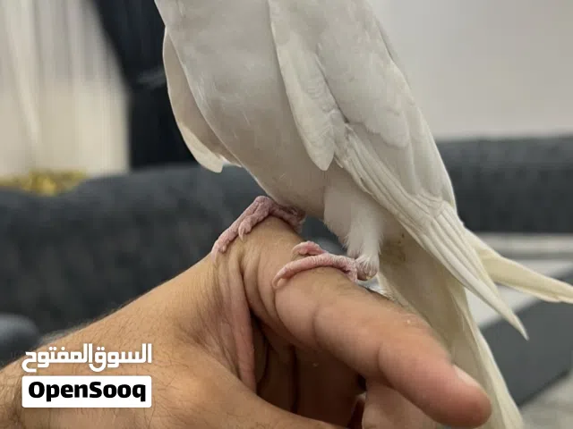 Cockatiel Tammed Male Albino