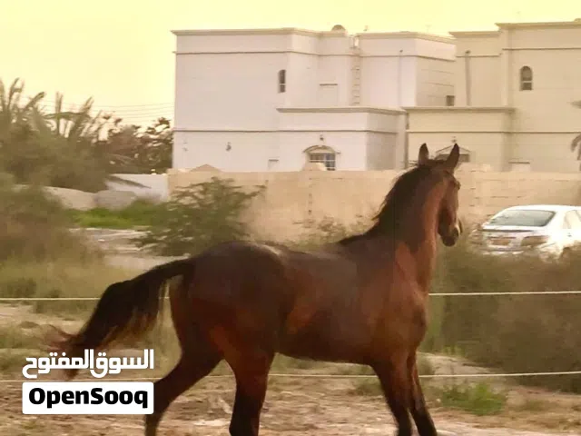 مهر مهجن للبيع او البدل بخصي جاهز