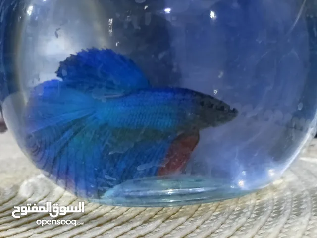 فايتر ذكر هاف مون لون جميل