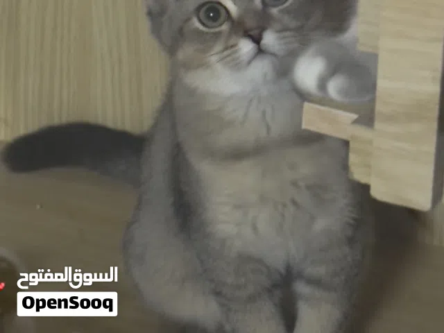 كتن للتبني