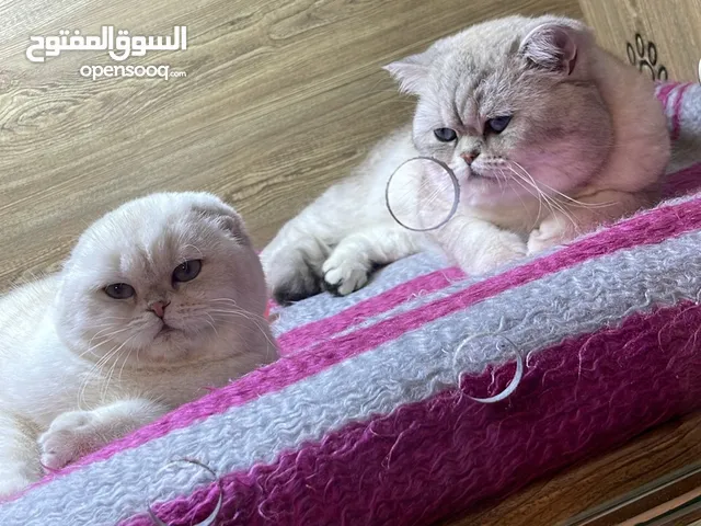 ذكر سكوتش استريت مسجل للتزاوج للبيع