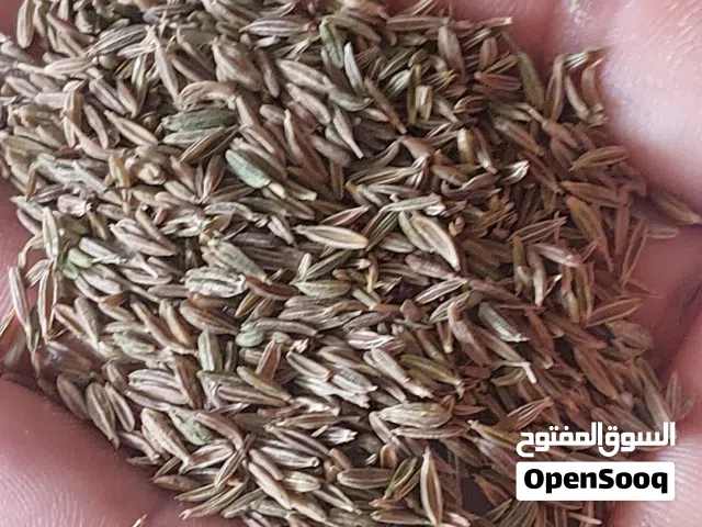 CuminPremium Iranian Green Cumin for Sale  Looking for high-quality Green Cumin with rich aroma,
