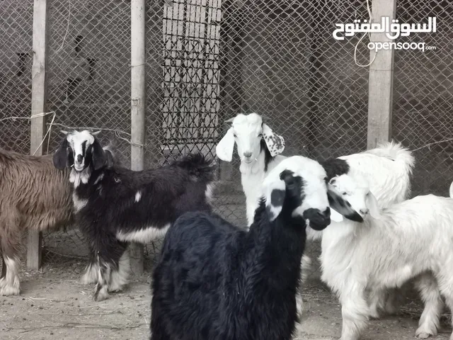 صخلتين وتيوسة 2 وحملة للبيع