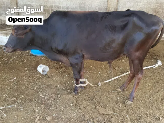 ثيران اثنين  عمانيات للبيع  وعجل