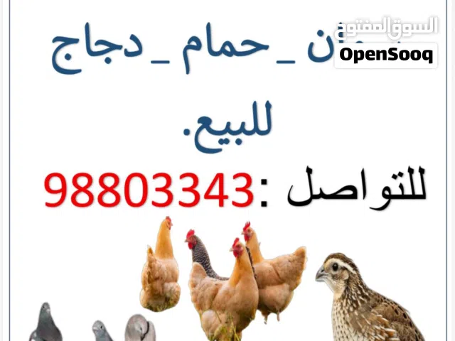 طيور وحيوانات متنوعة للبيع وصيصان دجاج وسمان
