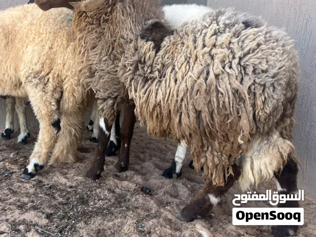 متوفر زوز حواله و حوليه