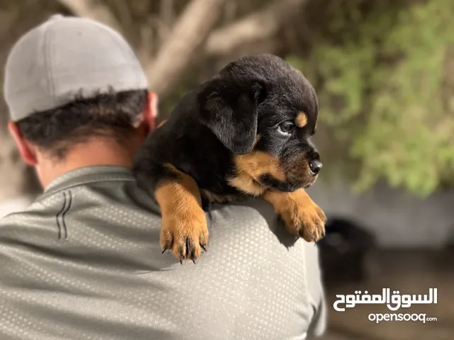 جراوي روت وايلر