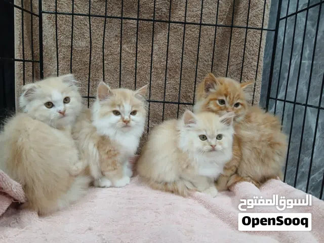 سكوتش و شيرازي