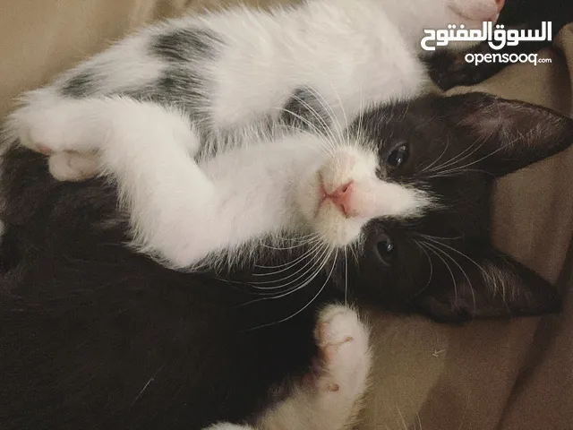 قط عمر شهرين للتبني