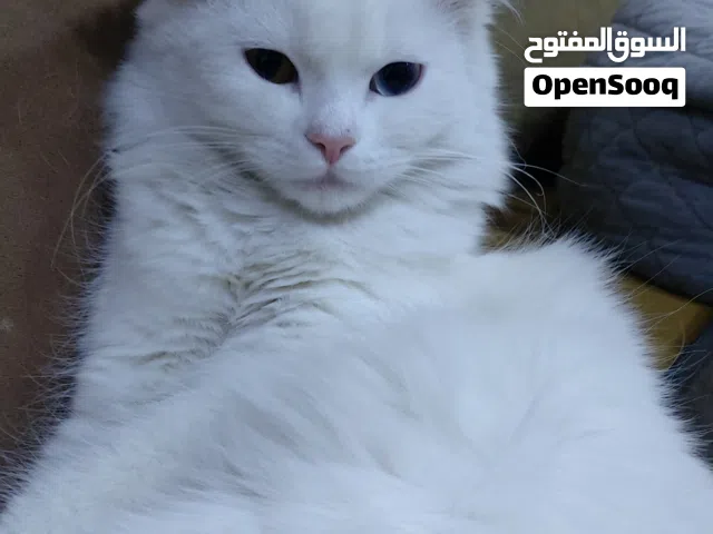 قطه من العمر 6اشهر