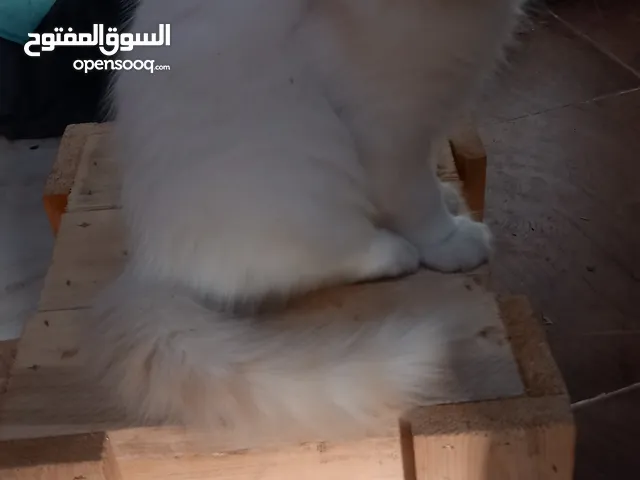 قط فارسي للبيع
