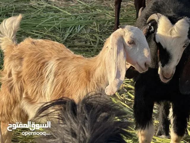 إسخال العدد 20 العمر ثلاث شهور وفوق