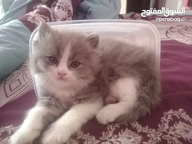 قطه شانشيلا مكس هملايا العمر 45 يوم
