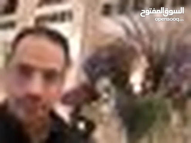 علاء ابو سوار