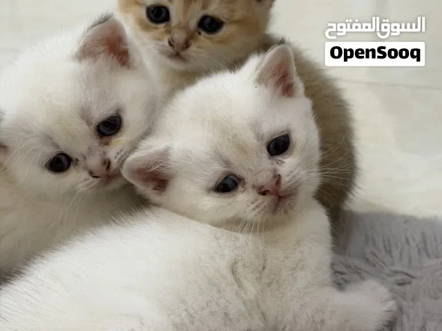 قطط صغيرة سكوتش ابيض وذهبي
