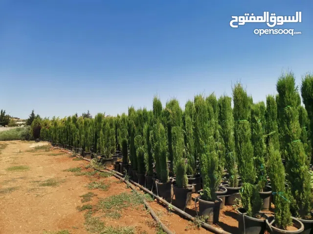 مشاتل الاندلس لانتاج وبيع جمع انواع الاشجار