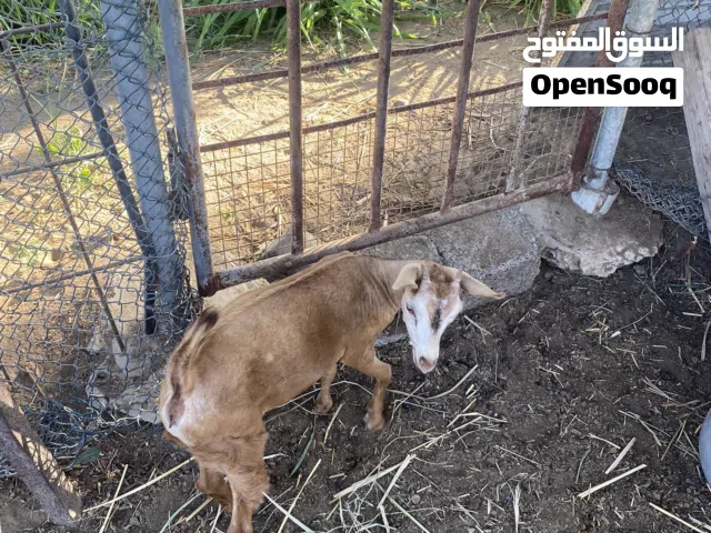سخلات صلاله