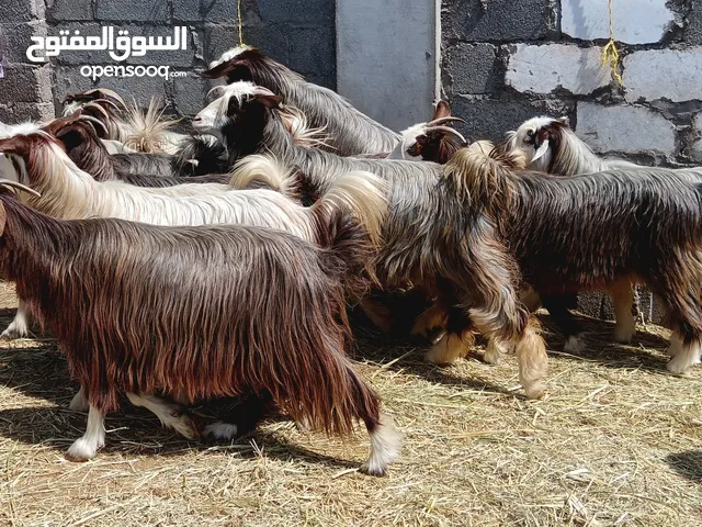 غنم جبالياات من حلال بني سعيد وحلال الرحوب ع 80 ف الرأس بالجمله وتنقي ع 90 شي عشرات وشي ذبايح سمان