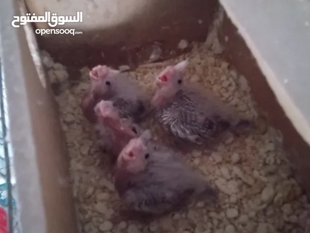 جوز كوكتيل مع فراخ