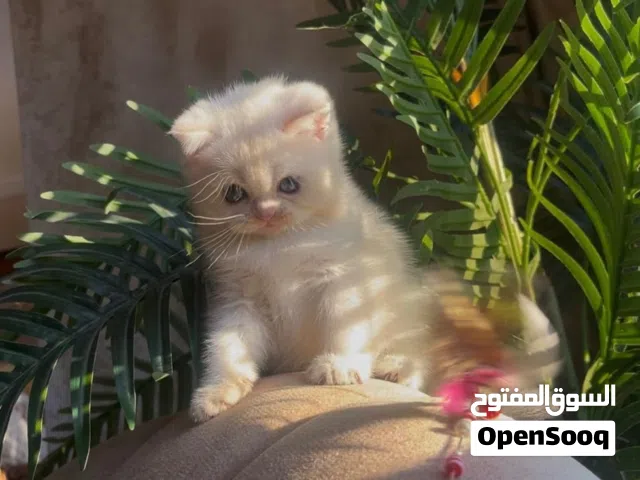 Scottish female registered &imported parents from Russia