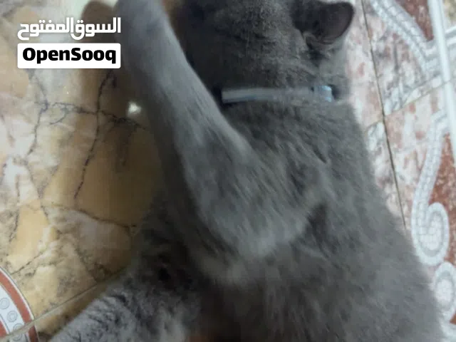 سكوتش فولد أليف