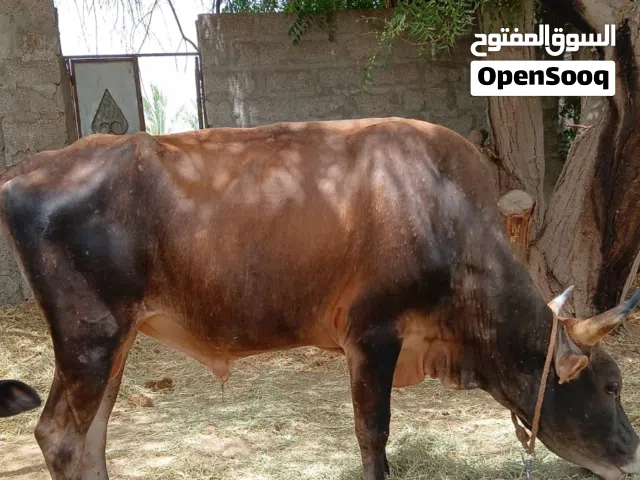 ثيران للبيع