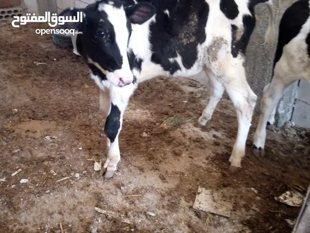 عجله عمره 5شهور