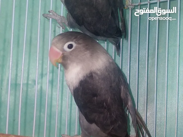 جوز فيشر اسود