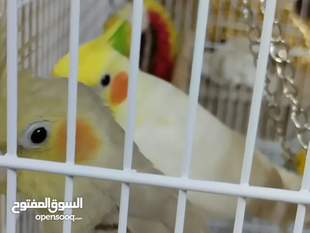 cockatiels