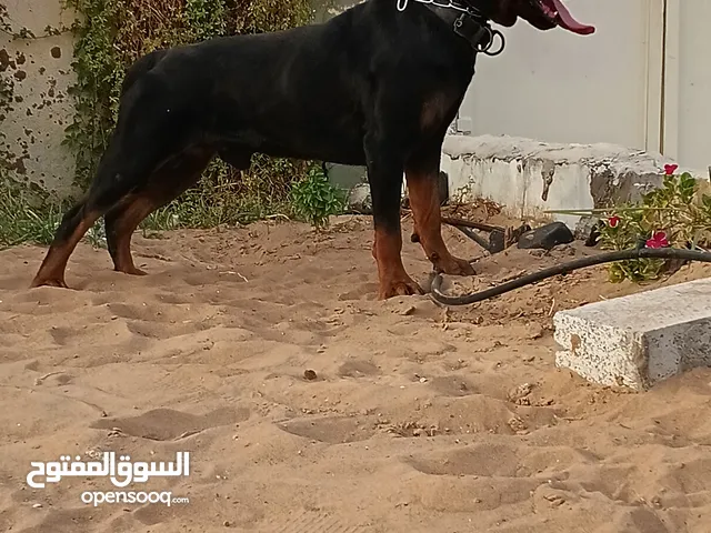 Rottweiler Male with bedgree روت وايلر