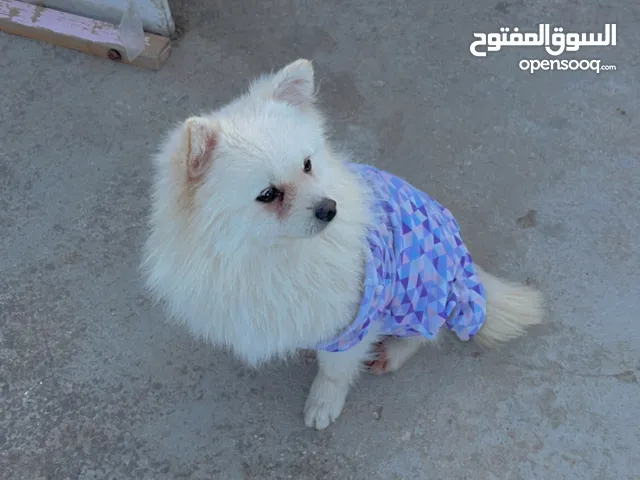 بومرينيان للبيع
