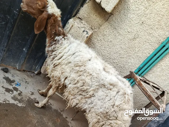 السلام عليكم نعجه وزن 50 كيلو صحتها خير من الله تاكل كل شيء اضحيه جني