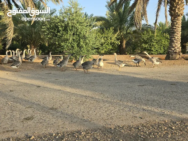 وز عراقي كوبرا بيور اعمار صغيره