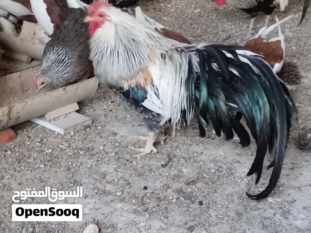 دجاج فينكس