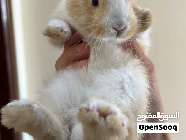 Netherland Dwarf mix rabbit