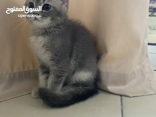 Siami cat male kitten