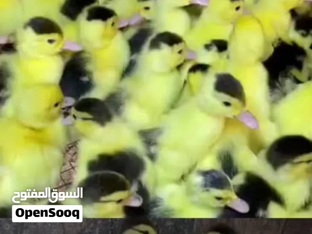 بط صغير *1.* صوص بط بلدي عمر أسبوع،