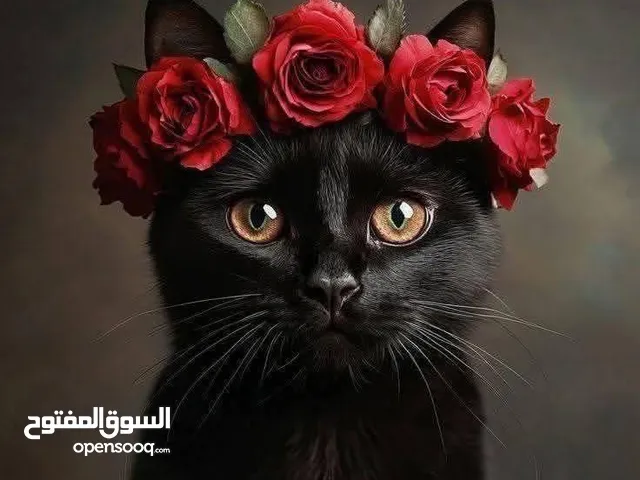 السلام عليكم متوفر كميا كبيرة من لحوم للحيونات غير صالحة للانسان